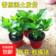 繡球花苗無盡夏四季開花繡球花盆栽庭院好養(yǎng)的花卉植物室內(nèi)花 【60%顧客購買】3棵不同品種(原盆土)