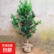 羅漢松大樹樹苗基地直銷雀舌盆景大型庭院綠植常青花卉造型大樹 羅漢松直徑2.5公分帶大土球