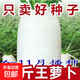 【今年新種】九斤王蘿卜種子高產(chǎn)特大白蘿卜籽春不老蘿卜四季蔬菜 九斤王蘿卜種子 1包約300粒