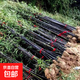 青竹金鑲玉黃金竹紫竹竹子苗陽(yáng)臺庭院綠植圍欄耐寒竹四季觀(guān)賞竹子 澆水就活名貴紫竹1公分粗10棵
