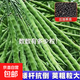 高產(chǎn)油王888油菜籽優(yōu)質(zhì)非轉基因黑籽榨油專(zhuān)用矮桿高產(chǎn)秋播耐寒 高產(chǎn)888油王種子 5包約400克