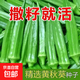 【黃秋葵種子】不易老水果可以生吃好種的不易老的水果色秋葵籽 黃秋葵種子 1包約50粒