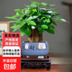 新款發(fā)財樹(shù)小盆栽辦公室內開(kāi)業(yè)送禮盆景綠植 大三桿發(fā)財樹(shù)+招財進(jìn)寶陶瓷盆+方底座+陶粒