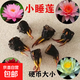 睡蓮種苗荷花盆栽中大型碗蓮蓮花種藕水培水養(yǎng)水生池塘盆缸荷葉種 小睡蓮 6個(gè)-混色