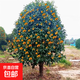 原生桂花樹(shù)苗地栽大型八月金桂丹桂四季桂品種庭院風(fēng)景樹(shù)好養易活 金桂 樹(shù)狀帶土球【2cm粗1.3米高】
