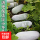 臺灣迷你小冬瓜粉皮蔬菜滿(mǎn)地爬冬瓜水果冬瓜四季盆栽蔬菜冬瓜包郵 迷你滿(mǎn)地爬小冬瓜種子 一包約60粒