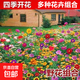 耐寒花種多年生野花組合種子四季開(kāi)花花籽庭院易種活室外花卉 精品野花組合 500克（更實(shí)惠）