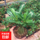 沙漠玫瑰花苗盆栽綠植重瓣四季花卉植物老樁室內(nèi)陽臺(tái)盆景開帶花苞 四年苗原盆原土