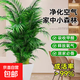 散尾葵鳳尾竹盆栽室內(nèi)客廳大型綠植吸甲醛植物四季常青富貴椰花卉 散尾葵40-50CM5顆幼苗原土帶盆栽好
