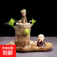 巴西木開(kāi)花水養(yǎng)格魯特小木人水培幸運(yùn)木室內(nèi)好養(yǎng)懶人花卉綠植盆栽 【巴西木+荷葉盆+格魯特+和尚】+營(yíng)養(yǎng)液 【帶芽發(fā)貨】裸根不帶土高10-15厘米
