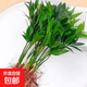 驅蚊竹柏綠植桌面盆景夏季驅蚊植物室內水培水養盆景四季好養花卉 水培竹柏5顆苗+肥料