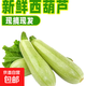 山東新鮮西葫蘆三月瓜現摘現發(fā) 西葫蘆 1斤