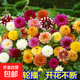 大麗花種子四季種易活開(kāi)花不斷陽(yáng)臺(tái)庭院盆栽耐寒花種子花四季開(kāi)花 大麗花種子/包約100粒 買三包送二包