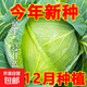 特大包心菜種子京豐一號(hào)甘藍(lán)種子中熟蔬菜種子一代雜交甘藍(lán)種子 甘藍(lán)種子京豐一號(hào)約300粒1包