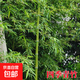 竹子苗青竹庭院小竹苗北方樹(shù)苗植物綠化竹林庭院景觀(guān)竹 四季青竹0.5cm粗10棵