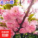 櫻花樹苗早櫻晚櫻花苗庭院陽臺(tái)盆栽地栽工程綠化苗木行道樹 關(guān)山櫻2.5cm粗【當(dāng)年開花】