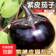 山東圓茄子現(xiàn)摘現(xiàn)發(fā)當季新鮮紫色茄子時令新鮮蔬菜生鮮燒烤食材 山東圓茄 2斤