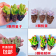 【招財(cái)進(jìn)寶多肉】錢(qián)串吸財(cái)樹(shù)桃蛋吹雪之松錦精選系列好養(yǎng)基地直發(fā) 桃蛋 吸財(cái)樹(shù) 熊童子 錢(qián)串*3顆
