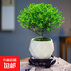 小葉赤楠盆栽中式盆景綠植辦公室書(shū)房金絲楠木老樁苗花卉室內好養 精品小葉赤楠+高雅純白菱瓷盆+復古圓托盤(pán)+苔蘚