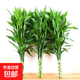 富貴竹水培植物客廳招財(cái)綠植室內(nèi)盆栽觀音竹粗桿帶根轉(zhuǎn)運(yùn)竹發(fā)財(cái)竹 【熱銷】富貴竹70-80cm【10棵+營養(yǎng)液】