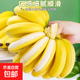 正宗廣西百色自然熟香蕉新鮮水果旺達(dá)口感香甜青蕉發(fā)貨皮薄好吃 田東香蕉2斤（帶箱） 青皮發(fā)貨