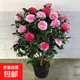 茶花苗山茶花樹(shù)苗香妃五色赤丹紅赤丹盆栽濃香型庭院陽(yáng)臺綠植花卉 五色赤丹6年苗【掌柜推薦】
