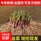 紫根韭菜根苗四季韭菜頭紫紅寬葉春季秋季室內(nèi)盆栽韭菜苗現(xiàn)挖農(nóng)家 紫根：韭菜根苗500棵
