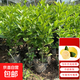 當(dāng)年結(jié)果清香氣味原土發(fā)貨香水檸檬樹(shù)苗果樹(shù)苗室內(nèi)陽(yáng)臺(tái)盆栽水果苗 總高40-50厘米【檸檬2顆】送肥料