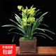 金邊矮種蘭花盆栽濃香型名貴蘭花墨蘭辦公室內綠植物花卉中國龍 金鳳冠4苗連體