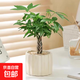 辦公室桌面室內綠植小盆栽奶油風(fēng)擺件四季好養室內吸甲醛凈化空氣 五福發(fā)財樹(shù)+米色提拉米蘇陶瓷盆+鋪面石