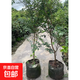 樹(shù)葡萄苗果樹(shù)嘉寶果苗正宗沙巴加寶果南北方四季庭院名貴種植盆栽 四季紅妃1.5米高左右/當年結果豐 111cm(含)-140cm(含)