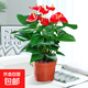 【19.9元甄選綠植】觀(guān)音竹水培巴西木白掌薄荷君子蘭發(fā)財樹(shù)盆栽 特級紅掌5-8花（原盆+陶粒）