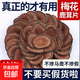 梅花鹿茸片泡酒專(zhuān)用干血鹿茸官方旗艦店正品非整根鹿角 【長(cháng)白山梅花鹿】鹿茸10克圓罐裝