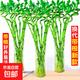 富貴竹水培植物盆栽綠植室內(nèi)花客廳水養(yǎng)轉(zhuǎn)運(yùn)觀音竹一帆風(fēng)順節(jié)節(jié)高 50cm轉(zhuǎn)運(yùn)竹彎竹8棵+4燈籠+營養(yǎng)液