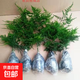 文竹苗綠植盆景四季常青包活好養(yǎng)發(fā)財(cái)樹綠蘿室內(nèi)外綠植花卉盆栽 小文竹【15-20高】2份 含盆