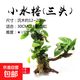 懶人草缸魚(yú)缸水草造景黃金錢(qián)迷你榕沉木小水榕真水草陰性?xún)艋|(zhì) 小水榕（三頭）