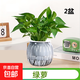 特價(jià)綠蘿盆栽室內(nèi)客廳辦公室吸甲醛凈化空氣水培植物綠植花卉好養(yǎng) 【搶手5盆】綠蘿+灰色南瓜盆自吸水 整體含盆高度20-25cm