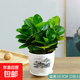 豆瓣綠碧玉盆栽花卉綠植桌面小盆栽室內觀(guān)賞辦公室 豆瓣綠+海闊天空陶瓷盆