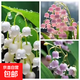 濃香鈴蘭驅蚊四季開(kāi)花不斷風(fēng)鈴花多年生耐寒新手好養凈化空氣花卉 混色濃香鈴蘭苗【10芽】+帶盆土