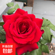 月季特大花濃香花苗老樁大苗大花特大月季花盆栽四季玫瑰花樹苗 口紅【特大花濃香】