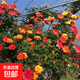 爬藤植物藤本月季花苗四季花卉濃香型玫瑰盆栽庭院陽臺(tái)薔薇花苗 藤彩虹 帶土發(fā)貨 15-25厘米高