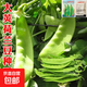 洛神花種子【紅桃K種子】 芝麻蜜大莢荷蘭豆九寸參大肉甜芥菜種子 原裝大莢荷蘭豆種子100粒2包