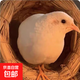 蘆丁寵物雞活物下蛋雞成年盧丁網(wǎng)紅迷你德系禮服可孵化好養(yǎng) 純白1公1母高貴好看【共2只】 隨機(jī)顏色（40-60天雞