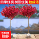 紅楓樹(shù)苗四季中國紅庭院正宗美國日本紅楓紅舞姬盆栽園林綠化苗木 1米高小苗備注品種 其他