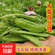 脆荷蘭豆種子菜豌豆雙花雙夾高產(chǎn)耐寒農家自種秋冬季豆角菜種子 荷蘭豆種子 荷蘭豆種子1包
