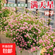 滿(mǎn)天星種子絲竹花四季易爆盆開(kāi)花不栽陽(yáng)臺庭院鮮花種子1袋1200粒 滿(mǎn)天星種子1包（送1袋肥料）