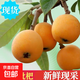 【京東直發(fā)】現(xiàn)摘老樹高原枇杷止咳化痰潤肺現(xiàn)發(fā)生鮮水果琵琶 【嘗鮮搶購】特惠4粒裝大果