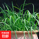 山東壽光蔬菜種子大全香菜菜種青菜番茄菠菜西瓜小蔥生菜菜籽 紅根韭菜種子500粒x4包