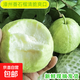 閩南芭樂漳州白心芭樂番石榴脆甜清爽現(xiàn)摘現(xiàn)發(fā)水果 榨番石榴汁 帶箱4斤裝（單果150-200g）