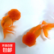 【獅子頭】國獅紅獅幼苗金魚魚苗活好養(yǎng)耐活冷水淡水魚招財(cái)魚風(fēng)水魚 紅獅買3送3 4-6厘米【尺寸適中】